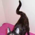 Photo of Lilly   Adopted