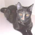 Photo of Lilly   Adopted