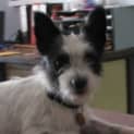 Photo of Peewee Adopted