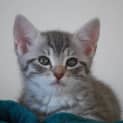 Photo of Penny