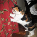Photo of Callie