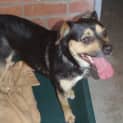 Photo of Josie