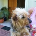 Photo of Scruffy