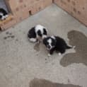 Photo of Old English Sheepdog X Border Collie Puppies