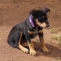 Photo of Fern