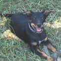 Photo of Freda   Affectionate Athletic Wants To Please