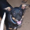 Photo of Freda   Affectionate Athletic Wants To Please