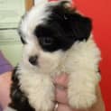 Photo of Maisie, Buttercup