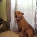 Photo of Mutley