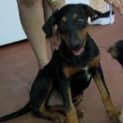 Photo of Dobie   Adopted