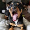 Photo of Bentley