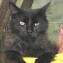 Photo of Yogi Our Trilling Soft Affectionate Cat