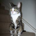 Photo of Bella