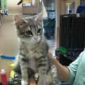 Photo of Jewel Needs A New Home!