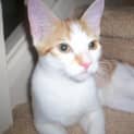 Photo of Brutis