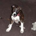Photo of Roxy On Trial