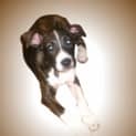 Photo of Roxy On Trial