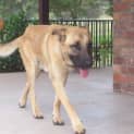 Photo of Sarge On Trial With His New Family