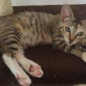 Photo of Sarsha