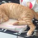 Photo of Frisky