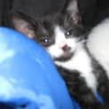 Photo of Regie