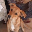 Photo of Toby Adoption Pending