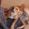 Photo of Toby Adoption Pending