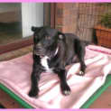 Photo of Layla
