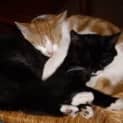 Photo of Schmoo And Sylvester