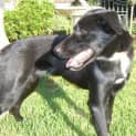 Photo of Gypsy