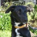 Photo of Gypsy