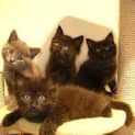 Photo of 5 Persian X Kittens (Male And Female)
