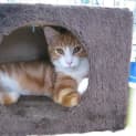 Photo of Ginger Joey