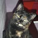 Photo of Cutie