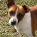 Photo of Cobber On Trial Pending Adoption