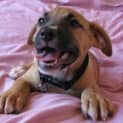 Photo of Mandi   Adopted