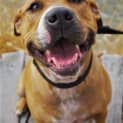 Photo of Tilly