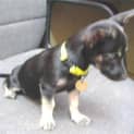 Photo of Java   Adopted