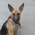 Photo of Tahra On Trial With Her New Family