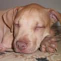 Photo of Darcy   Adopted