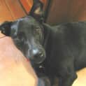 Photo of Pennie (Tag D1542)