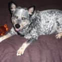 Photo of Khan Adopted