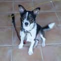 Photo of Flash