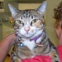 Photo of Lillie   Adopted