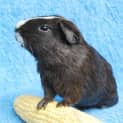 Photo of Squeeky