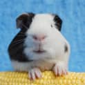 Photo of Simon