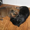 Photo of Puppies   Border Collie X Kelpie X