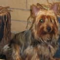 Photo of Penny (On Trial)