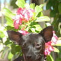 Photo of Mintie