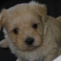 Photo of Nacho   I'm On Hold,Adoption Pending